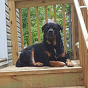 Augusta Nathaniel is registered to the contest to win money with this photo: animal, calm, canine, collar, daylight, dog, fence, greenery, house, nature, outdoor, paw, pet, porch, quiet, resting, rottweiler, summer, wood, wooden_steps