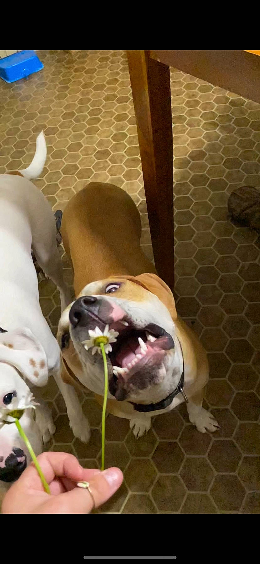 Chubby is registered to the contest to win money with this photo: canidae, carnivore, collar, companion_dog, dog, dog_breed, dog_collar, dog_supply, ear, fang, fawn, jaw, leash, liver, pet_supply, snout, sporting_group, whiskers, working_animal, yawn