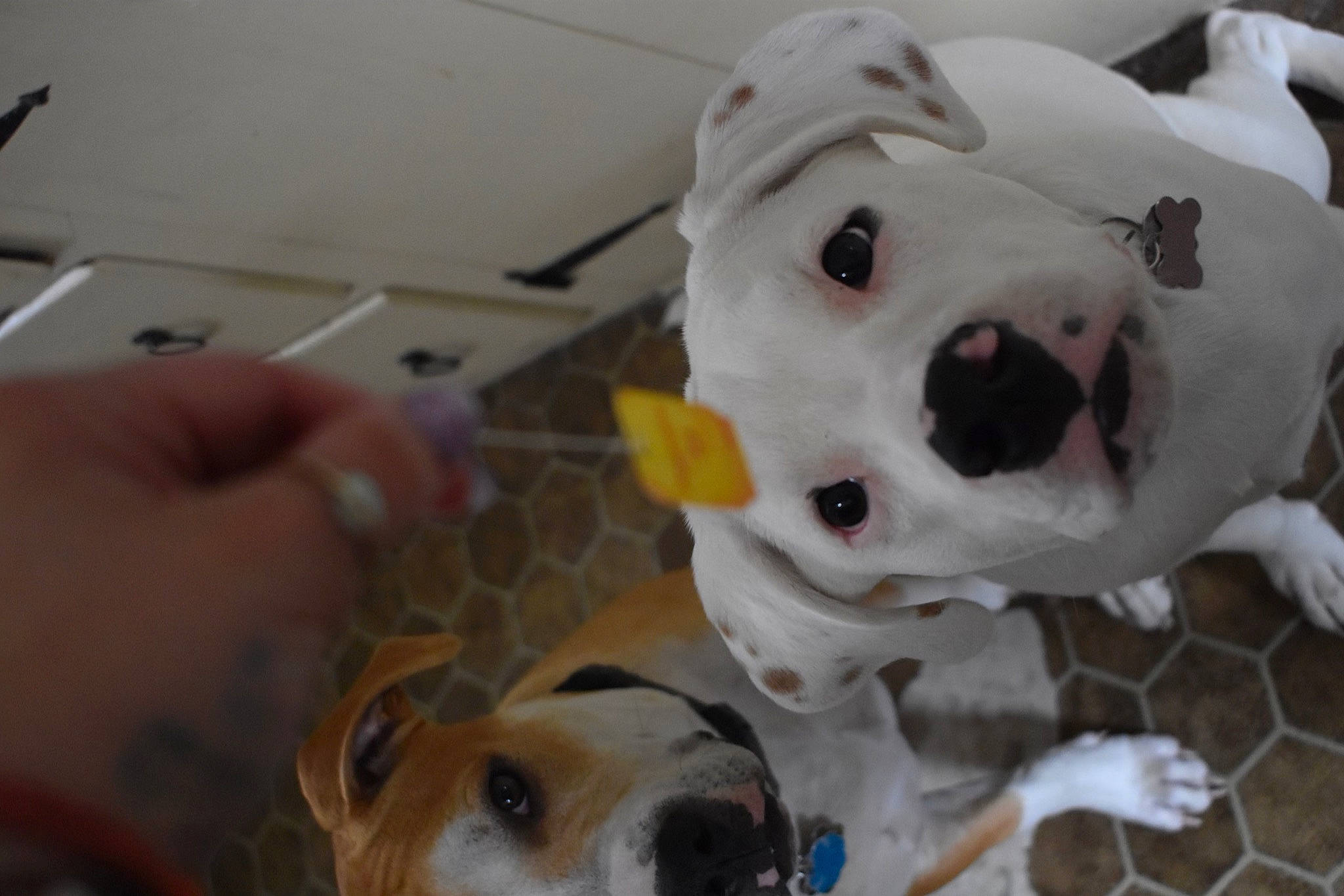 Chubby is registered to the contest to win money with this photo: canidae, carnivore, collar, companion_dog, dog, dog_breed, fawn, fur, non_sporting_group, pet_supply, snout, sporting_group, whiskers, working_animal