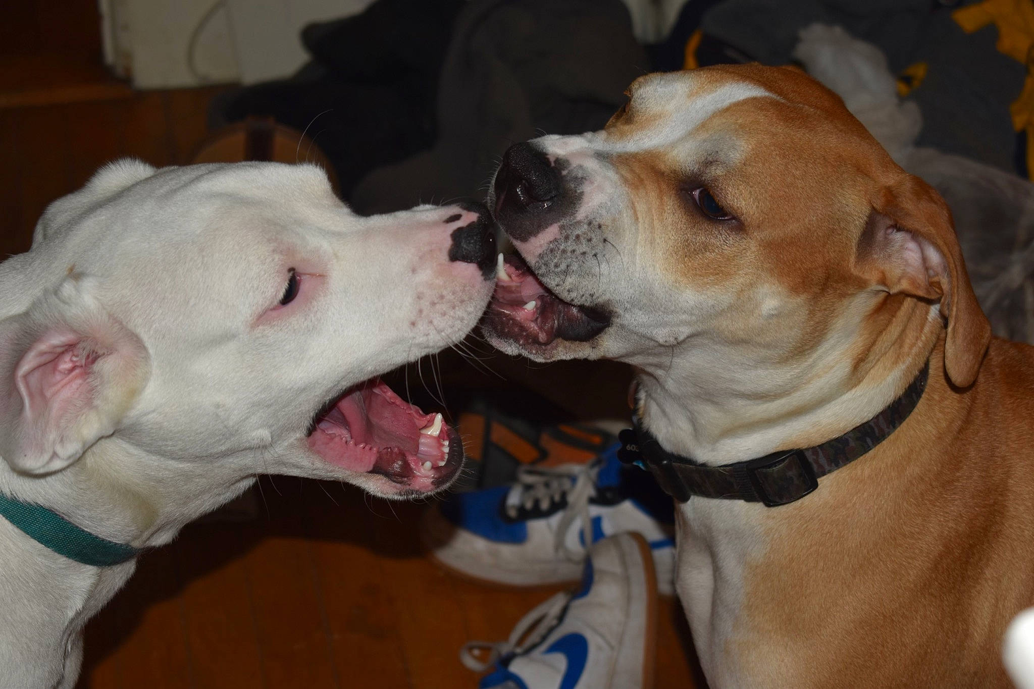 Chubby is registered to the contest to win money with this photo: canidae, carnivore, collar, companion_dog, dog, dog_breed, dog_collar, dog_supply, fang, fashion_accessory, fawn, jaw, kiss, leash, mammal, snout, sporting_group, vertebrate, whiskers, working_animal