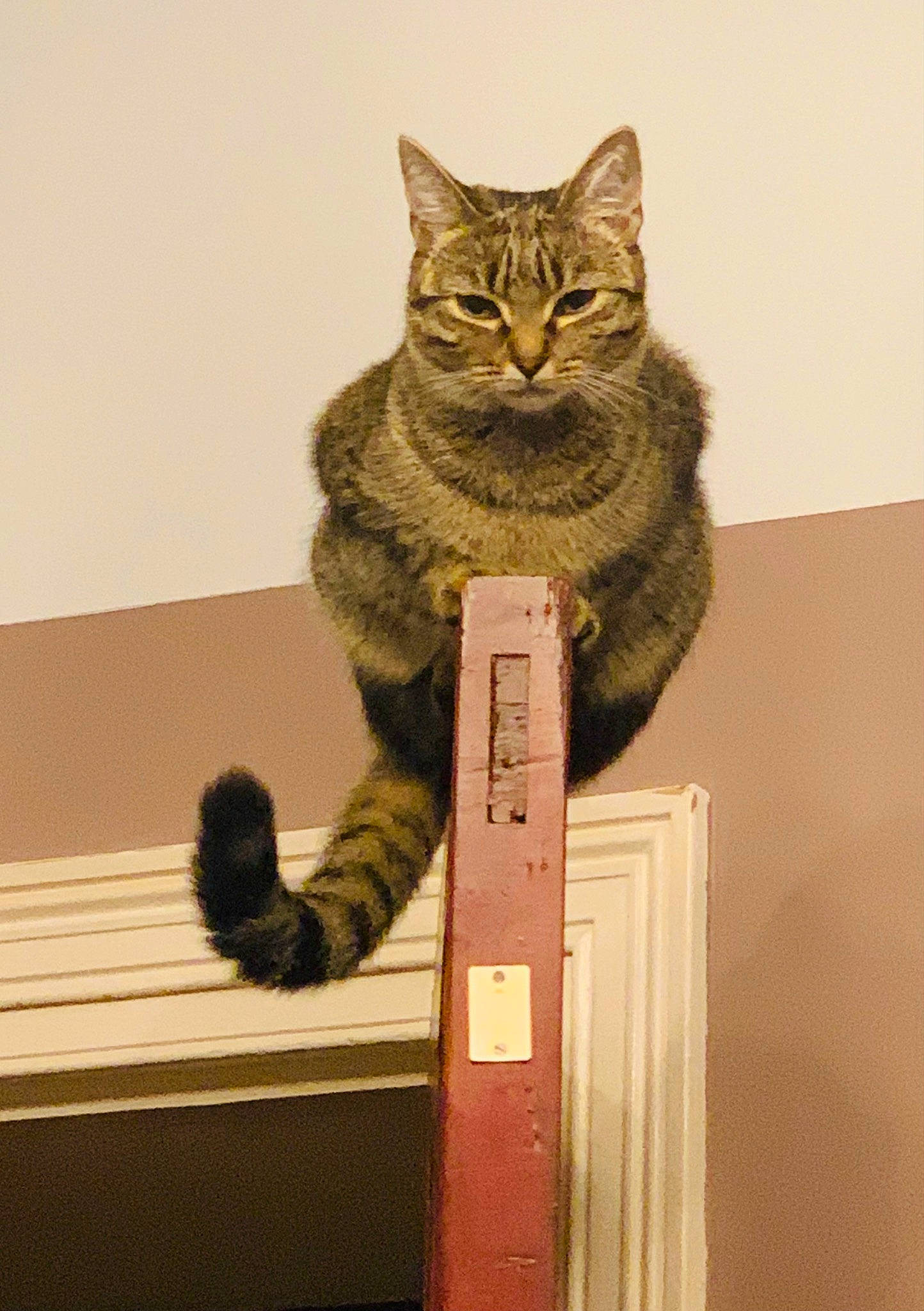 Freya is registered to the contest to win money with this photo: art, carnivore, cat, domestic_short_haired_cat, felidae, fur, paw, sitting, small_to_medium_sized_cats, snout, tail, terrestrial_animal, whiskers, wood