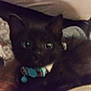 black_cat, kitten, collar, indoor, blurry, pet, animal, feline, floor, person, shoe, clothing, fabric, home, curious, eyes, fur, domestic_animal, resting, close_up