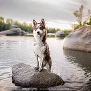 Lilith a rejoint le concours — aidez-le/la à gagner de superbes lots ! dog, husky, water, rock, river, outdoor, nature, animal, wet, blue_eyes, trees, boulder, calm, landscape, canine, forest, cloudy_sky, standing, wildlife, scenic
