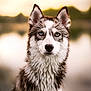 Lilith a rejoint le concours — aidez-le/la à gagner de superbes lots ! dog, siberian_husky, wet_fur, blue_eyes, portrait, animal, outdoor, nature, sunset, close_up, canine, fur_texture, looking_at_camera, pets, mammal, wildlife, animal_portrait, focused, intense_gaze, soft_background