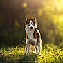 Lilith participe au concours pour gagner de l'argent avec cette photo : dog, husky, animal, grass, sunlight, nature, outdoor, pet, mammal, field, backlit, blue_eyes, fur, standing, alert, daylight, canine, portrait, wildlife, scenery