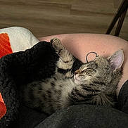 Mittens joined the competition — help win amazing prizes! abyssinian, animal, armchair, blanket, cat, chair, couch, cushion, egyptiancat, furniture, hardwood, homedecor, kitten, manx, ocelot, panther, person, pet, sleeping, wood