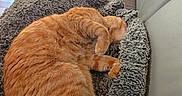 Caramel participe au concours pour gagner de l'argent avec cette photo : animal, blanket, cat, chair, cozy, curled_up, fluffy, furry, indoor, leather, living_room, nap, orange_cat, paws, pet, pet_bed, relaxed, sleeping, sunlight, tail