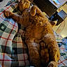 Caramel participe au concours pour gagner de l'argent avec cette photo : animal, belly_up, blanket, cat, cozy, fluffy, fur, furniture, indoors, lying_down, orange_cat, paws, pet, plaid, portrait, relaxed, sleeping, tabby, table, whiskers