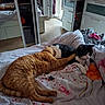 Caramel participe au concours pour gagner de l'argent avec cette photo : animal, bed, bedding, bedroom, black_and_white_cat, blanket, cat, cats, cozy, cuddling, furniture, indoors, lying_down, mirror, orange_cat, pet, playroom, sleeping, wardrobe, window