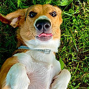 Isabella joined the competition — help win amazing prizes! dog, grass, playful, pet, animal, outdoor, fur, collar, cute, tongue, paws, lying_down, nature, greenery, canine, closeup, expression, happy, summer, relaxing