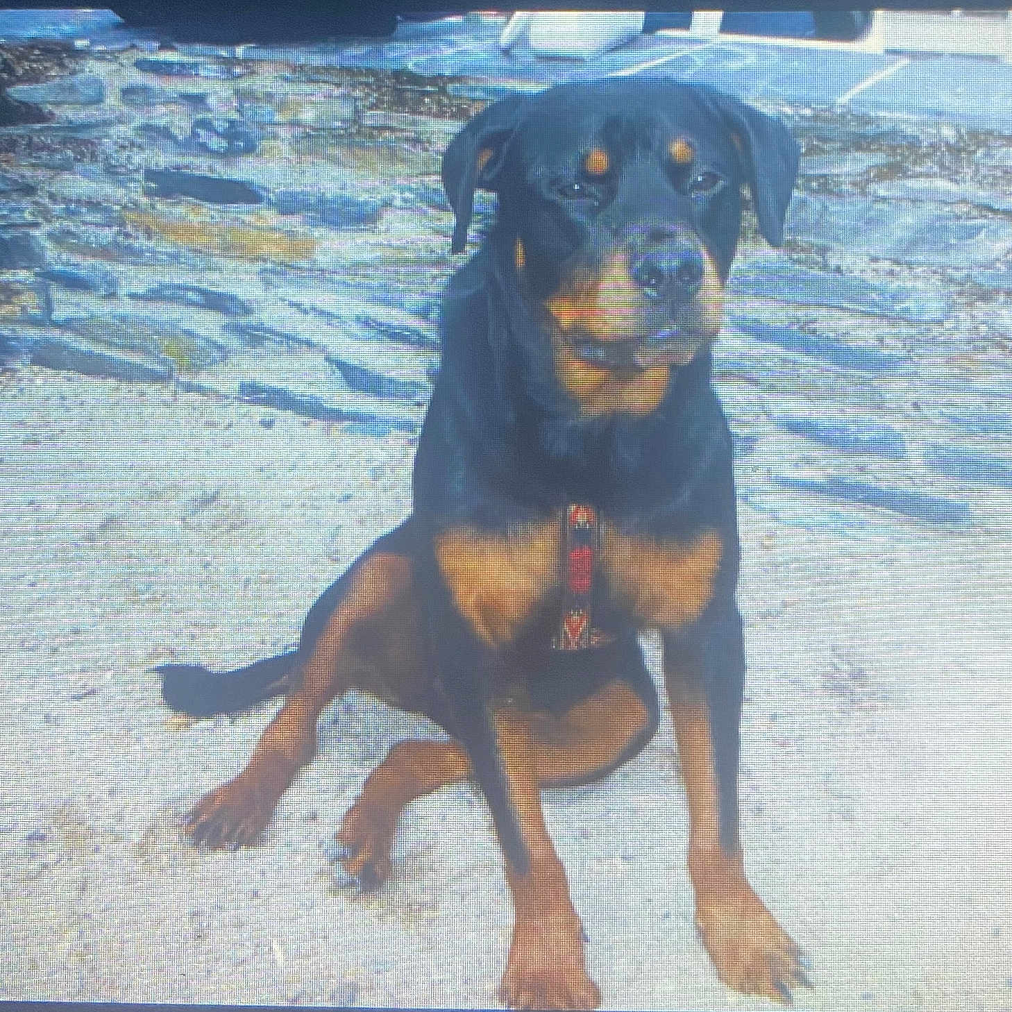 Daully participe au concours pour gagner de l'argent avec cette photo : rottweiler, dog, canine, pet, animal, sitting, outdoor, sand, stone_wall, calm, black_and_tan, muzzle, ears, collar, leash, paw, tail, portrait, companion, guard_dog