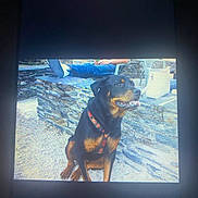 Daully participe au concours pour gagner de l'argent avec cette photo : dog, rottweiler, outdoor, stone_wall, person, sitting, harness, relaxed, pavement, casual, footwear, chair, bag, daylight, pet, animal, leisure, portrait, resting, background