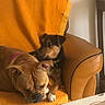 dog, indoor, chair, orange_blanket, brown_dog, black_and_tan_dog, pet, relaxed, furniture, cozy, resting, collar, closeup, two_animals, companion, home, animal, cute, domestic, comfort
