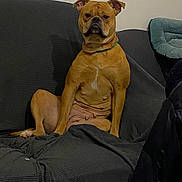 Ula a rejoint le concours — aidez-le/la à gagner de superbes lots ! dog, brown_dog, indoor, couch, pet_bed, seated, furniture, wall, canine, domestic_animal, animal, looking_at_camera, pet, relaxed, companion, household, portrait, sitting, resting, alert