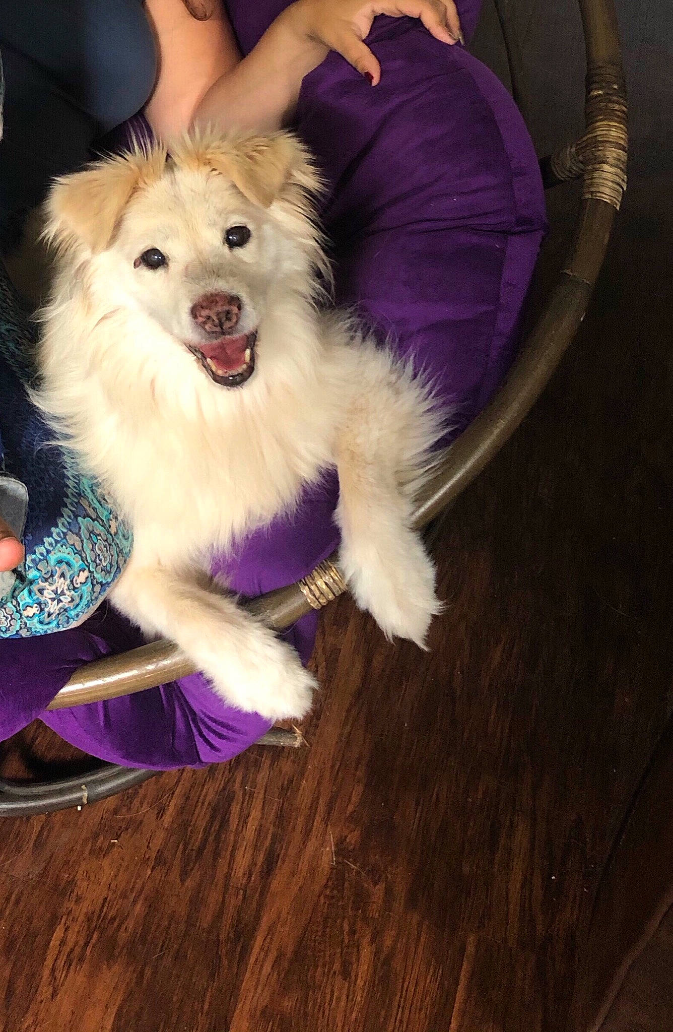 Lady Luna is registered to the contest to win money with this photo: american_eskimo_dog, canidae, carnivore, companion_dog, dog, dog_breed, fawn, fur, german_spitz, german_spitz_mittel, japanese_spitz, mammal, pomeranian, puppy, rare_breed_dog, spitz, volpino_italiano