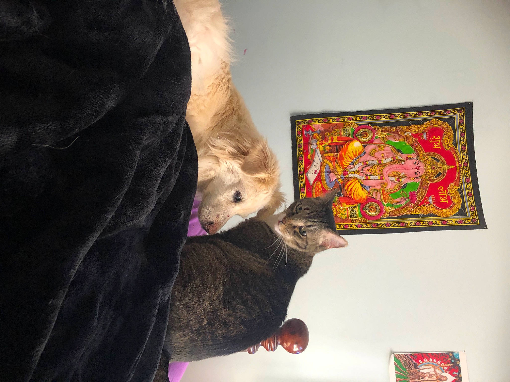 Lady Luna is registered to the contest to win money with this photo: art, asian, british_shorthair, carnivore, cat, chartreux, domestic_short_haired_cat, felidae, fur, kitten, organism, quilt, small_to_medium_sized_cats, tabby_cat, textile, visual_arts, whiskers