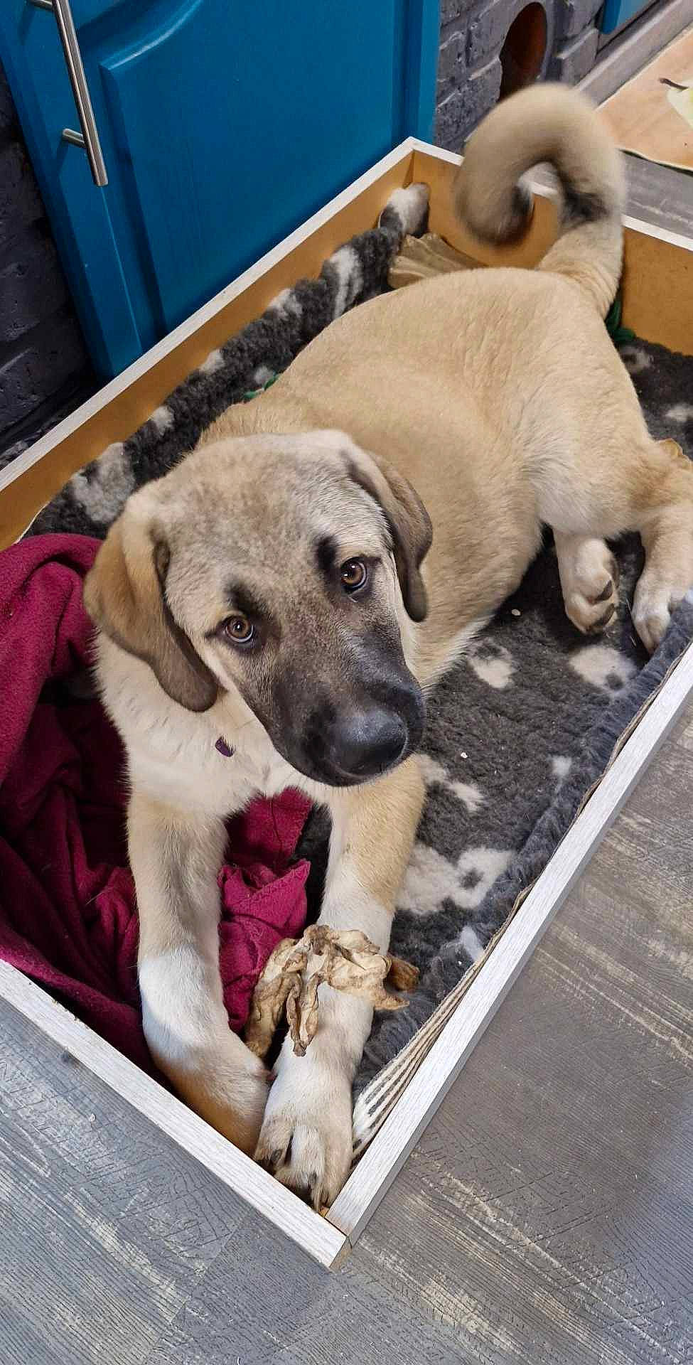 Sultan participe au concours pour gagner de l'argent avec cette photo : cabinetry, canidae, carnivore, companion_dog, cupboard, dog, dog_breed, drawer, fawn, flooring, kitchen_appliance, paw, pet_supply, snout, sporting_group, working_animal