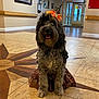 Stella joined the competition — help win amazing prizes! baseboard, collar, costume, curly_fur, decorative_floor, dog, door, entryway, fluffy, framed_art, halloween, happy, hat, id_tag, indoor, orange_bow, pet, sitting, tiled_floor, tongue_out