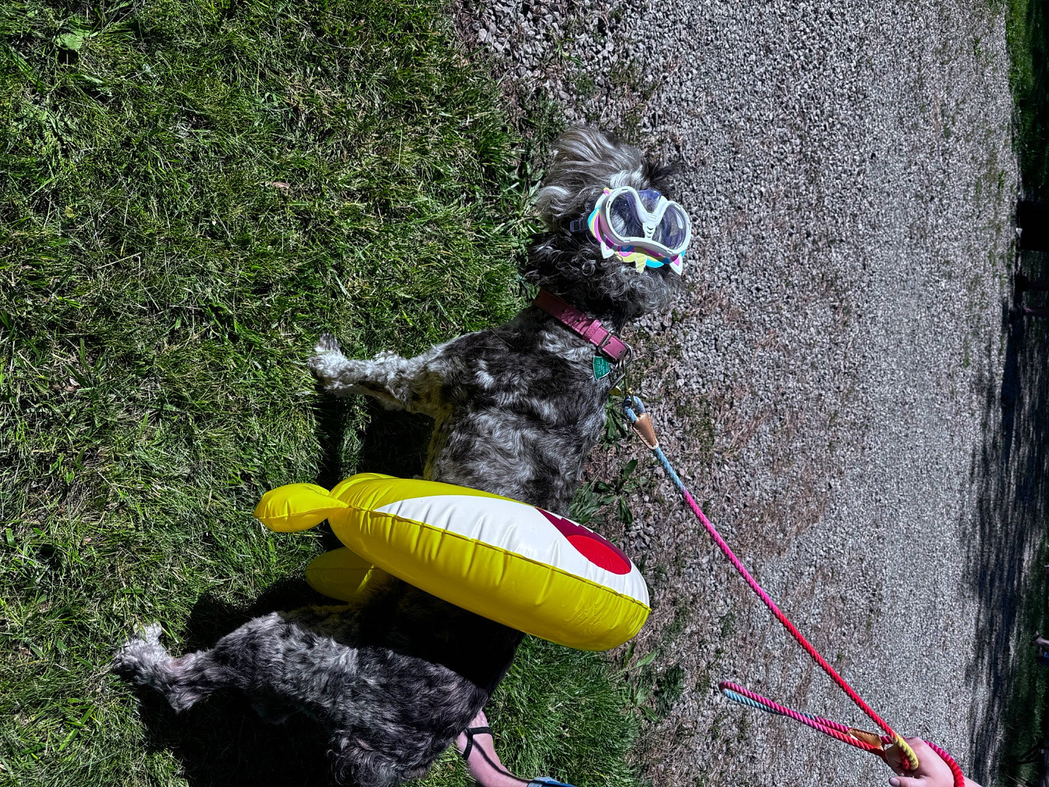 Stella is registered to the contest to win money with this photo: adventure, carnivore, dog, dog_breed, dog_supply, fashion_accessory, fun, grass, lawn_ornament, leash, pet_supply, recreation, rock_climbing_equipment, rope_rhythmic_gymnastics, shrub, soil, sport_climbing, tail, tool, toy