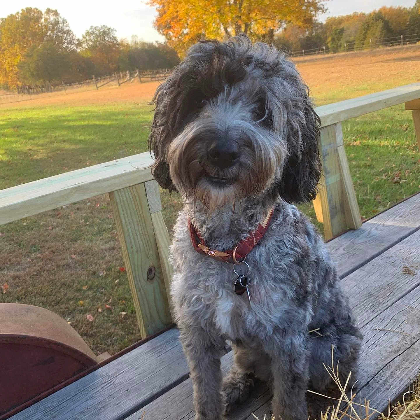 Stella joined the competition — help win amazing prizes! animal, bench, canine, dog, face, furniture, grass, head, nature, outdoors, park, person, pet, photography, plant, portrait, puppy, tree, vegetation, wood