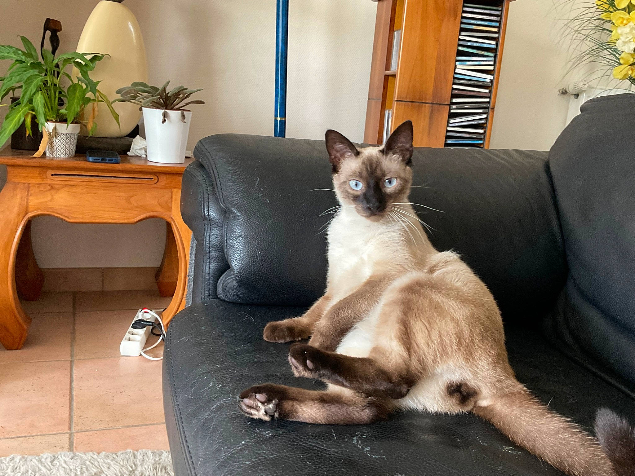 Toby a rejoint le concours — aidez-le/la à gagner de superbes lots ! carnivore, cat, comfort, companion_dog, couch, fawn, felidae, flooring, flowerpot, fur, hardwood, houseplant, living_room, plant, siamese, small_to_medium_sized_cats, tail, thai, whiskers, window