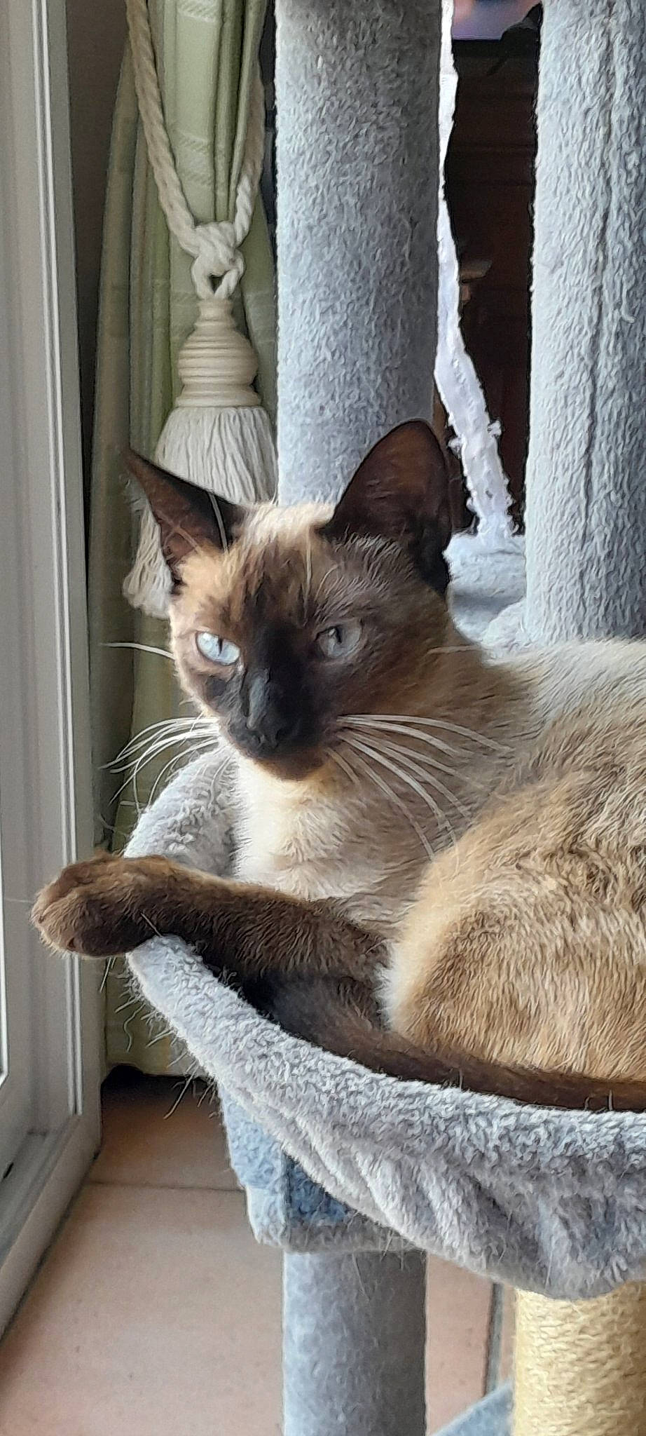 Toby participe au concours pour gagner de l'argent avec cette photo : balinese, carnivore, cat, cat_supply, comfort, domestic_short_haired_cat, fawn, felidae, fixture, fur, iris, pet_supply, siamese, small_to_medium_sized_cats, snout, tail, terrestrial_animal, thai, whiskers, window