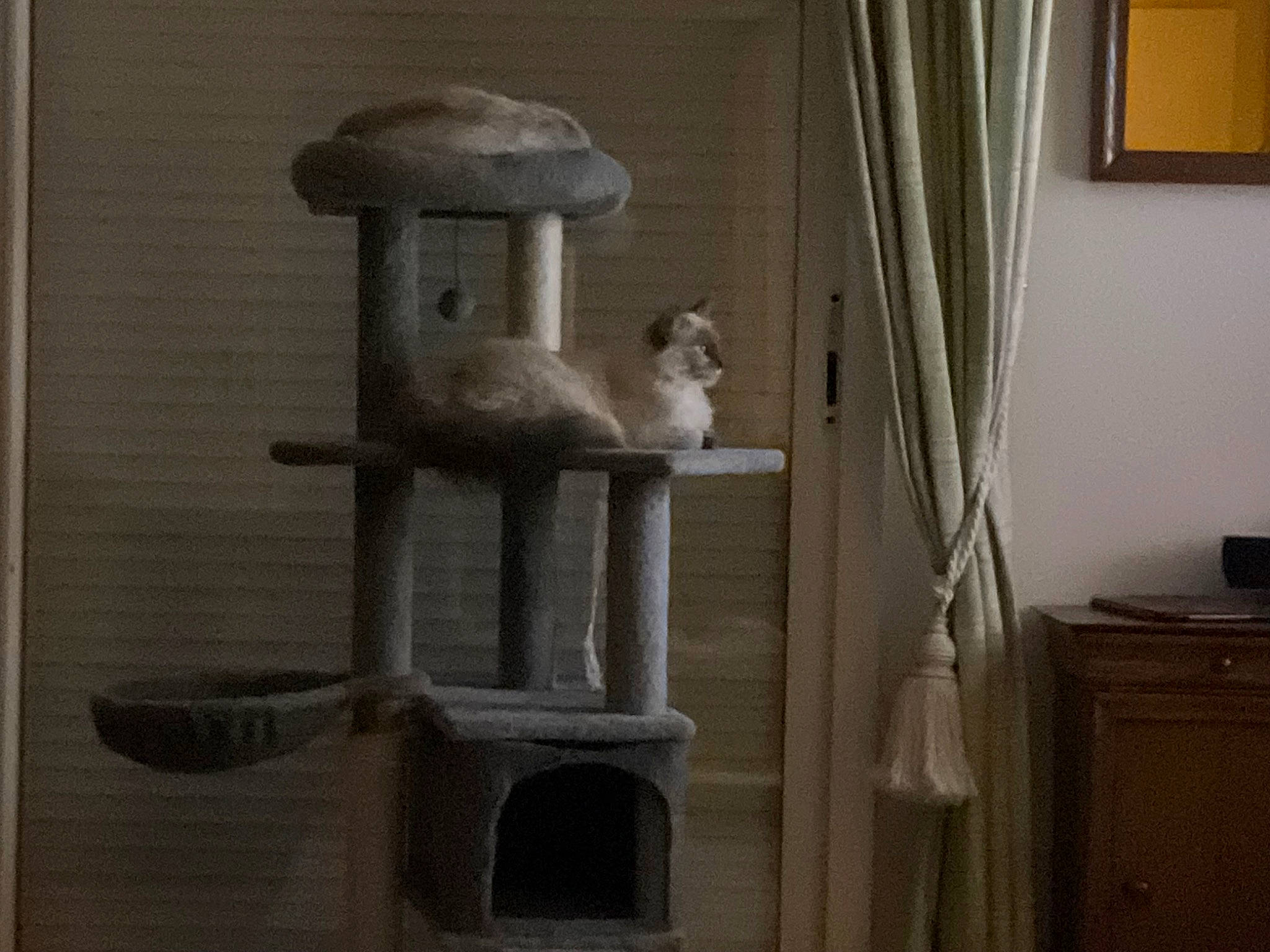 Tessa participe au concours pour gagner de l'argent avec cette photo : art, building, cabinetry, carnivore, cat_furniture, cat_supply, chair, curtain, fawn, felidae, grey, hardwood, pedestal, pet_supply, picture_frame, shelving, small_to_medium_sized_cats, tail, window, wood