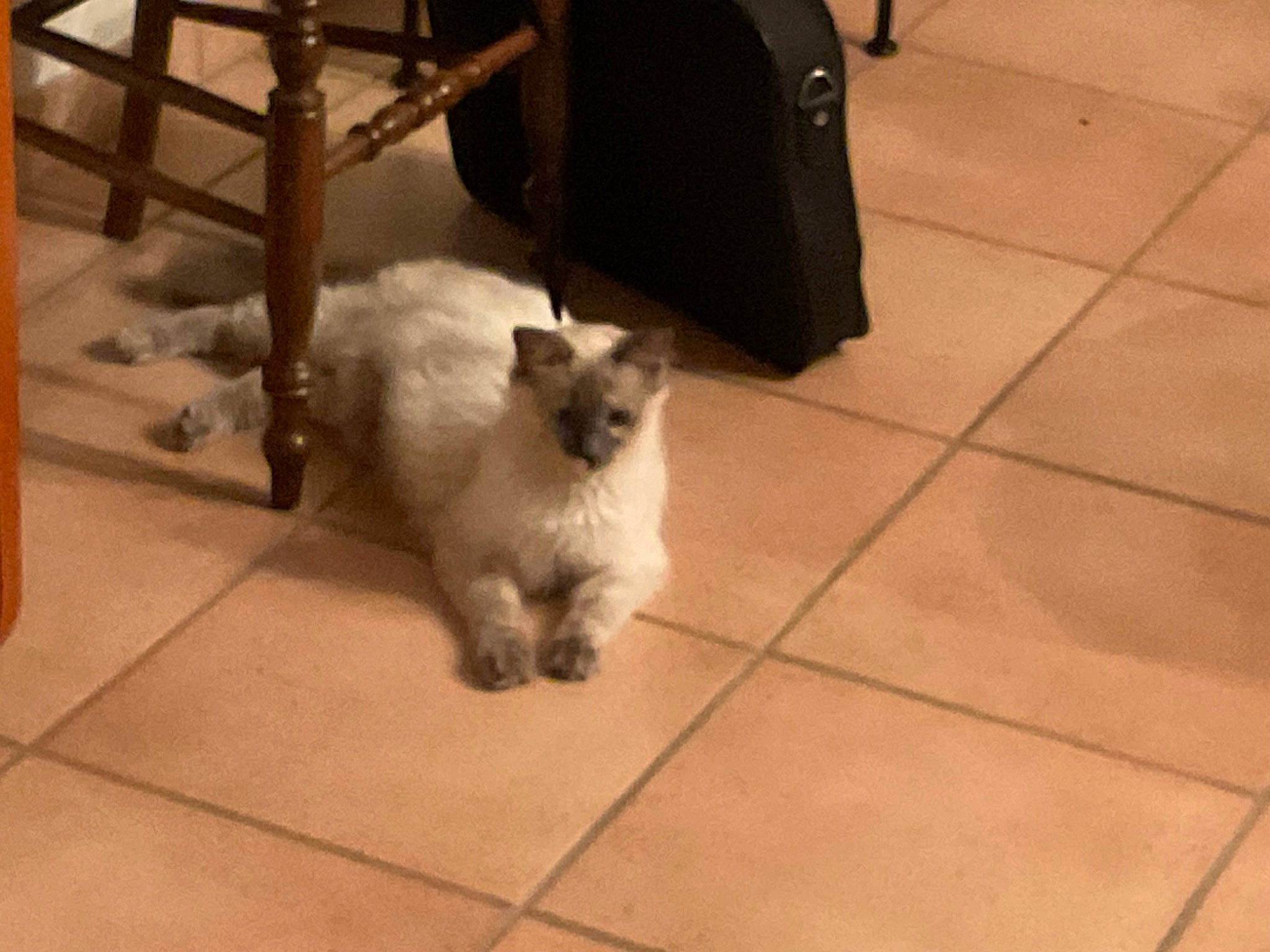 Tessa participe au concours pour gagner de l'argent avec cette photo : balinese, canidae, carnivore, cat, companion_dog, dog_breed, fawn, felidae, floor, flooring, hardwood, siamese, small_to_medium_sized_cats, snout, sporting_group, tail, tile_flooring, toy_dog, whiskers, wood