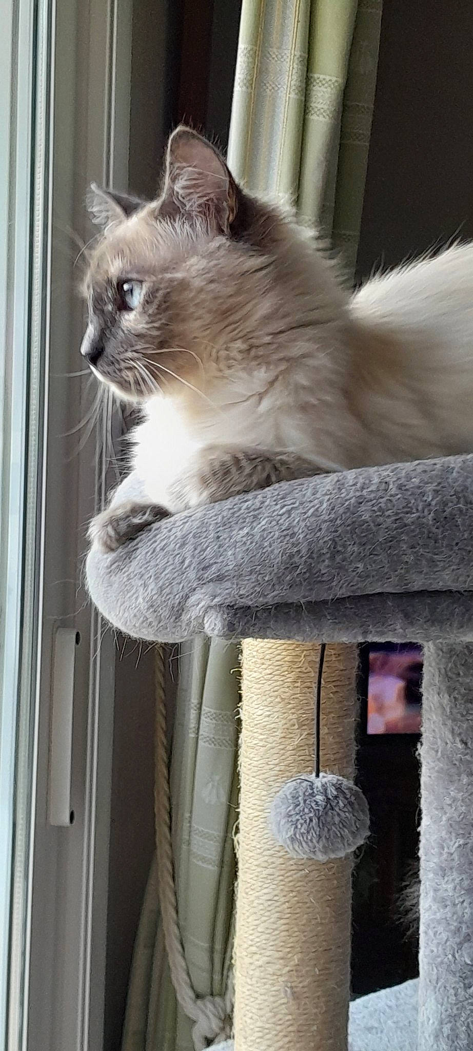 Tessa a rejoint le concours — aidez-le/la à gagner de superbes lots ! birman, box, british_longhair, carnivore, cat, door, fawn, felidae, fur, natural_material, persian, ragdoll, siamese, small_to_medium_sized_cats, tail, whiskers, window, wood
