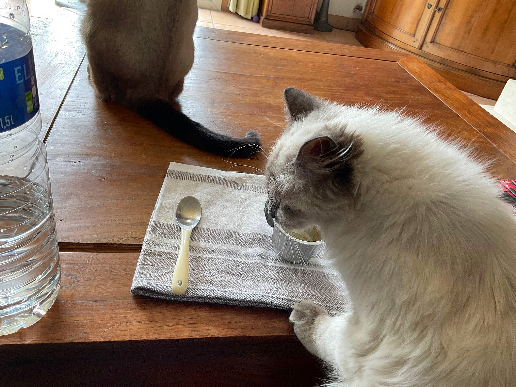 Tessa participe au concours pour gagner de l'argent avec cette photo : balinese, bottle, carnivore, cat, comfort, drinking_water, drinkware, fawn, felidae, flooring, fur, hardwood, mammal, small_to_medium_sized_cats, table, tableware, tail, water, whiskers, wood