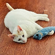 Spirit is registered to the contest to win money with this photo: animal, cat, companion, cute, domestic_cat, ears, floor, fur, indoor, laying_down, paw, pet, plush_toy, relaxed, resting, sleepy, toy, whiskers, white_cat, wooden_floor
