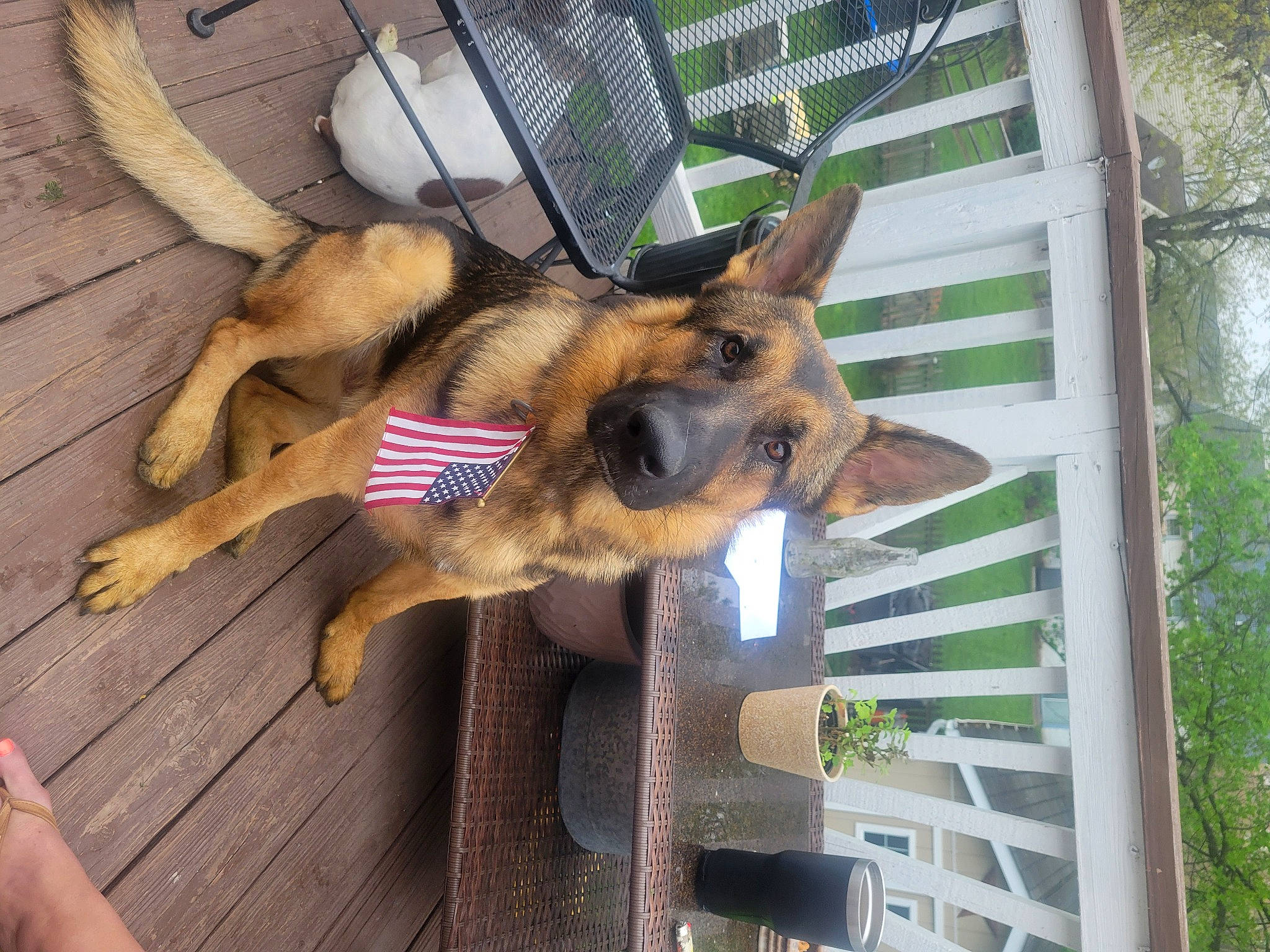 Syris is registered to the contest to win money with this photo: canidae, carnivore, companion_dog, dog, dog_breed, dog_supply, east_european_shepherd, fawn, foot, fur, german_shepherd_dog, king_shepherd, mammal, mesh, old_german_shepherd_dog, pet_supply, snout, vertebrate, wood, working_animal