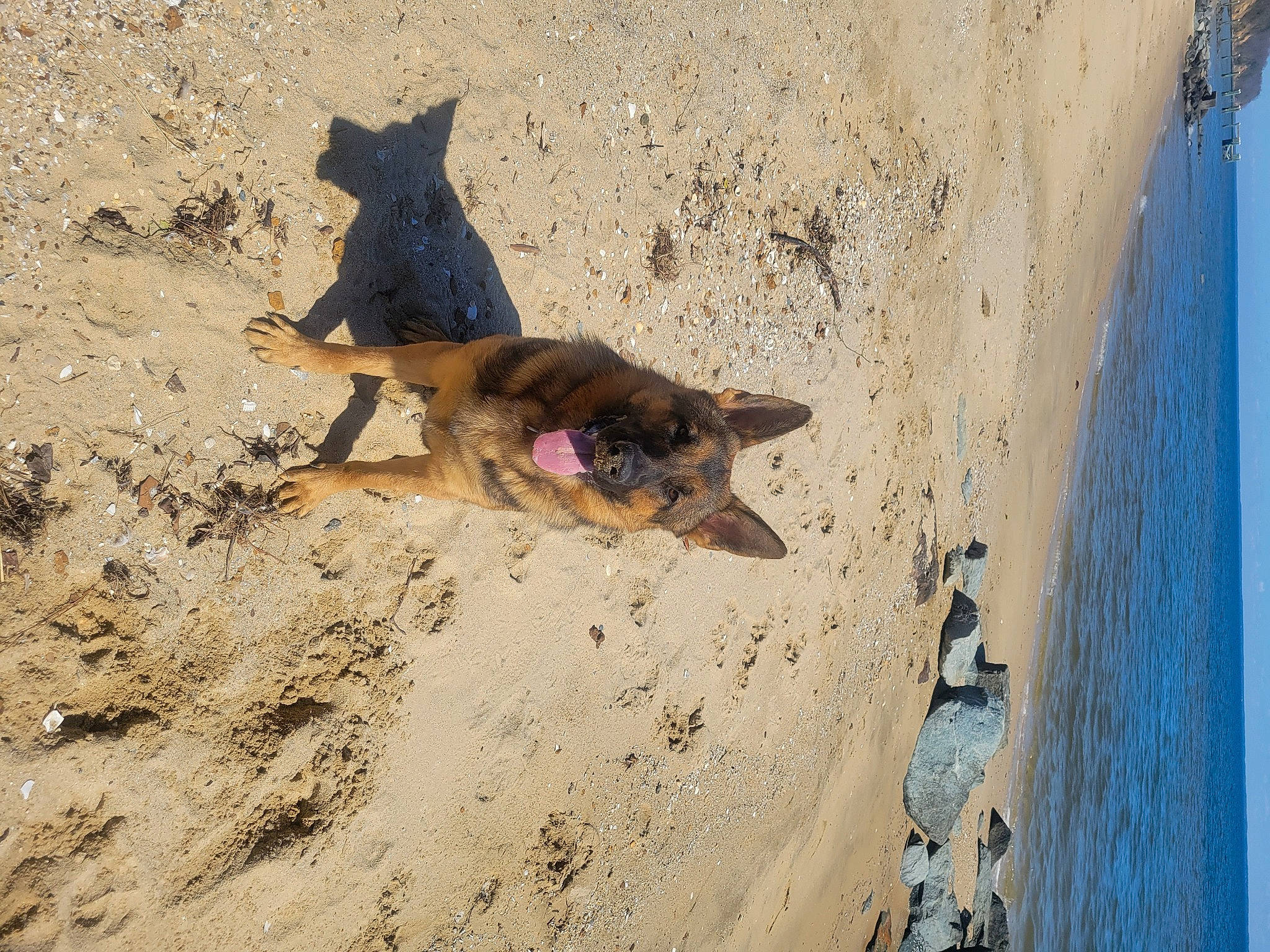 Syris is registered to the contest to win money with this photo: beach, body_of_water, canidae, carnivore, dog, dog_breed, fawn, landscape, non_sporting_group, paw, sand, shadow, soil, sporting_group, street_dog, terrestrial_animal, water, wind_wave, wood, working_animal