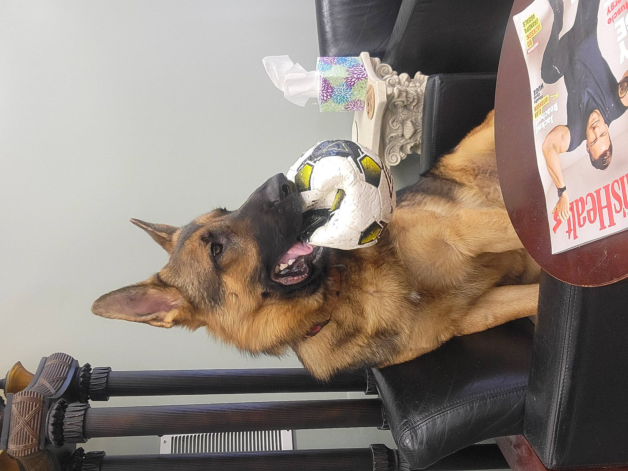 Syris joined the competition — help win amazing prizes! canidae, carnivore, claw, collar, companion_dog, dog, dog_breed, dog_supply, domestic_short_haired_cat, fawn, felidae, fur, paw, plant, small_to_medium_sized_cats, snout, sporting_group, tail, whiskers, working_animal