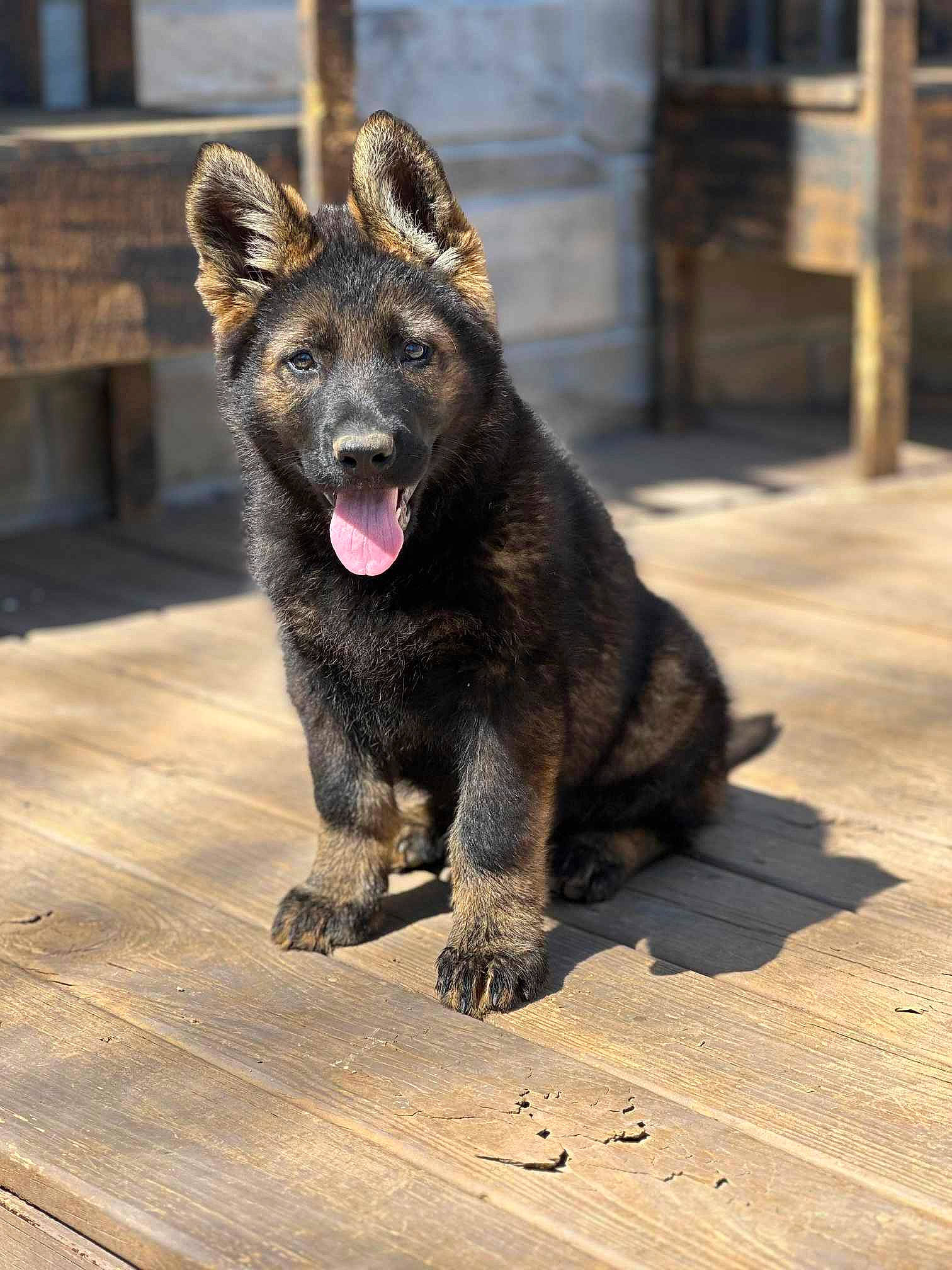 Athena joined the competition — help win amazing prizes! canidae, canis, carnivore, dog, dog_breed, east_european_shepherd, fawn, fur, german_shepherd_dog, grey, guard_dog, king_shepherd, road_surface, sporting_group, street_dog, tail, terrestrial_animal, wildlife, wood, working_dog