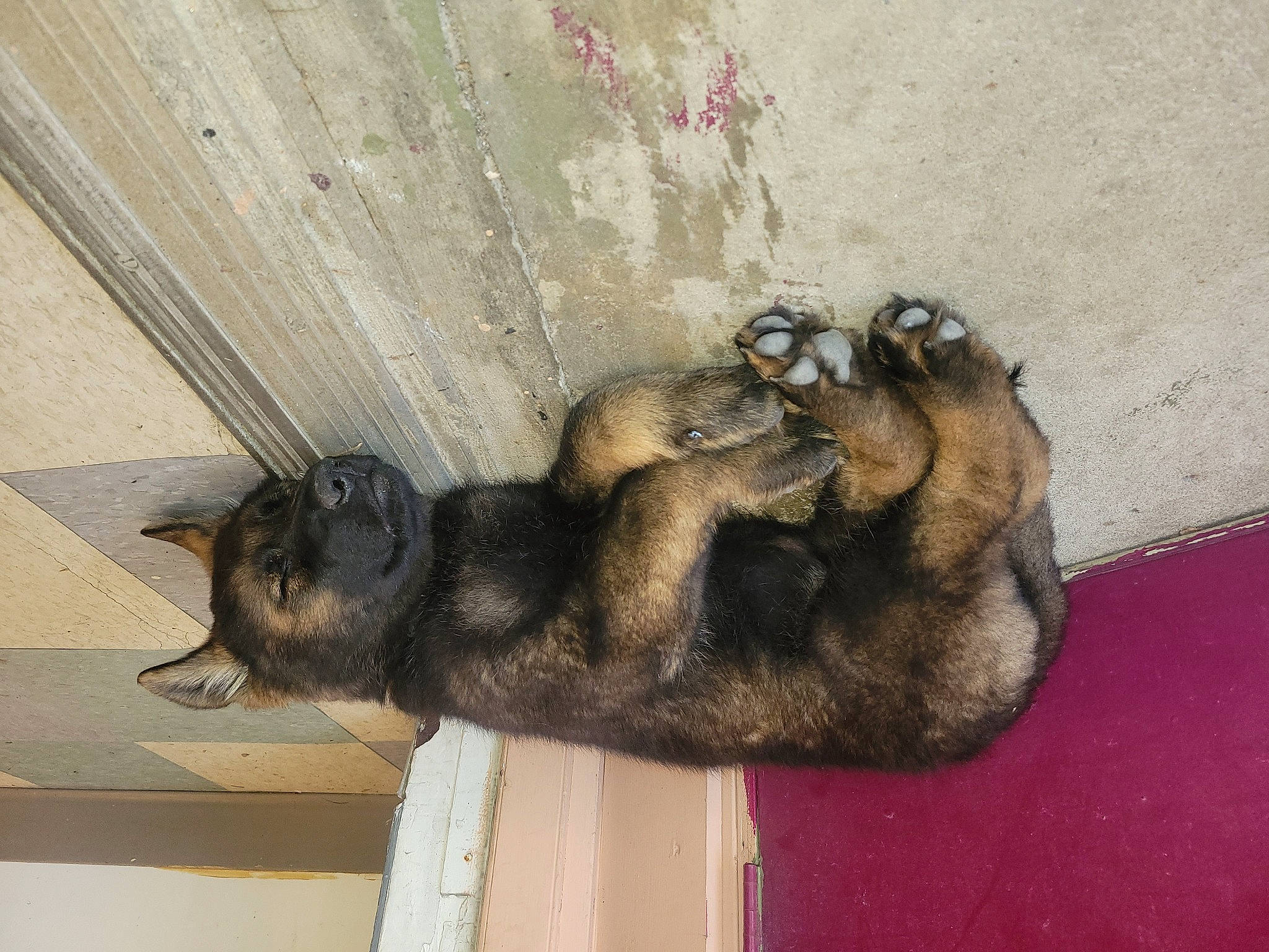 Athena is registered to the contest to win money with this photo: canidae, carnivore, claw, companion_dog, dog, dog_breed, domestic_short_haired_cat, fawn, felidae, fur, guard_dog, paw, small_to_medium_sized_cats, snout, sporting_group, street_dog, tail, vertebrate, whiskers, wood