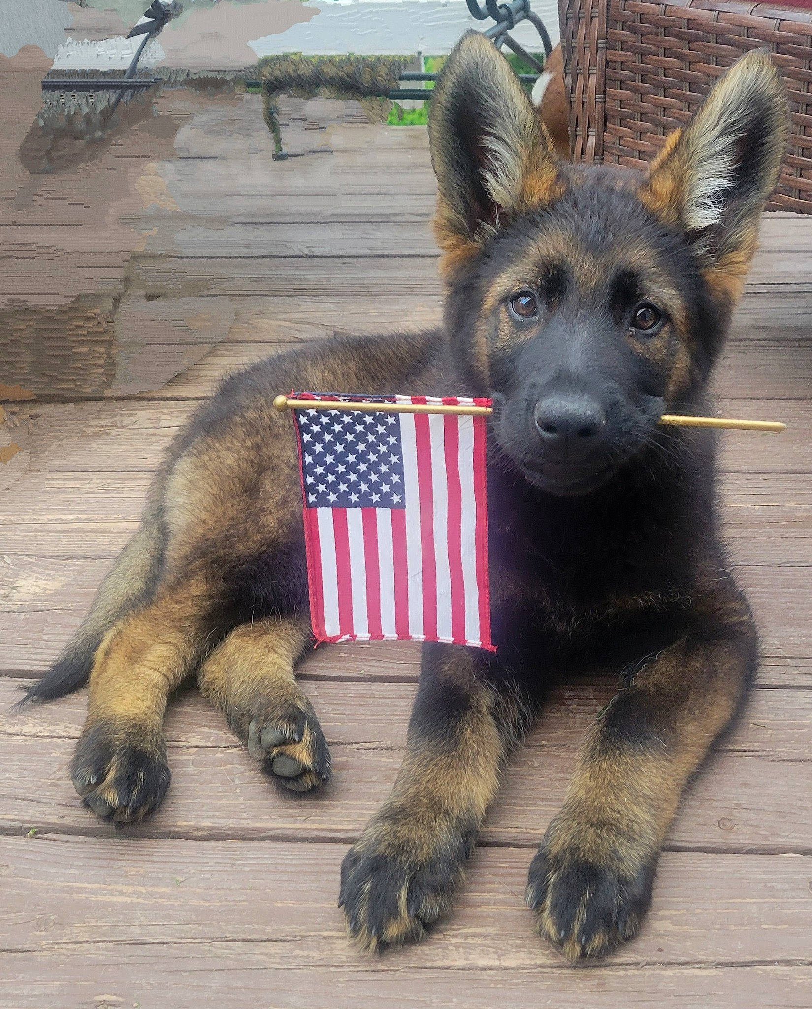 Athena joined the competition — help win amazing prizes! canidae, carnivore, companion_dog, dog, dog_breed, dog_supply, east_european_shepherd, fawn, fur, german_shepherd_dog, herding_dog, king_shepherd, old_german_shepherd_dog, paw, snout, sporting_group, tail, terrestrial_animal, working_animal, working_dog