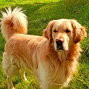 Urtys participe au concours pour gagner de l'argent avec cette photo : dog, golden_retriever, pet, animal, outdoors, meadow, grass, green_field, countryside, farmland, sunlight, daytime, standing, fluffy_tail, long_fur, golden_coat, portrait, nature, landscape, walking_path