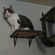 Raven is registered to the contest to win money with this photo: animal, cat, curious, cute, domestic_animal, ears, feline, fur, furniture, gray, indoor, looking, pet, resting, shelf, tail, wall_mount, whiskers, white, wide_eyes