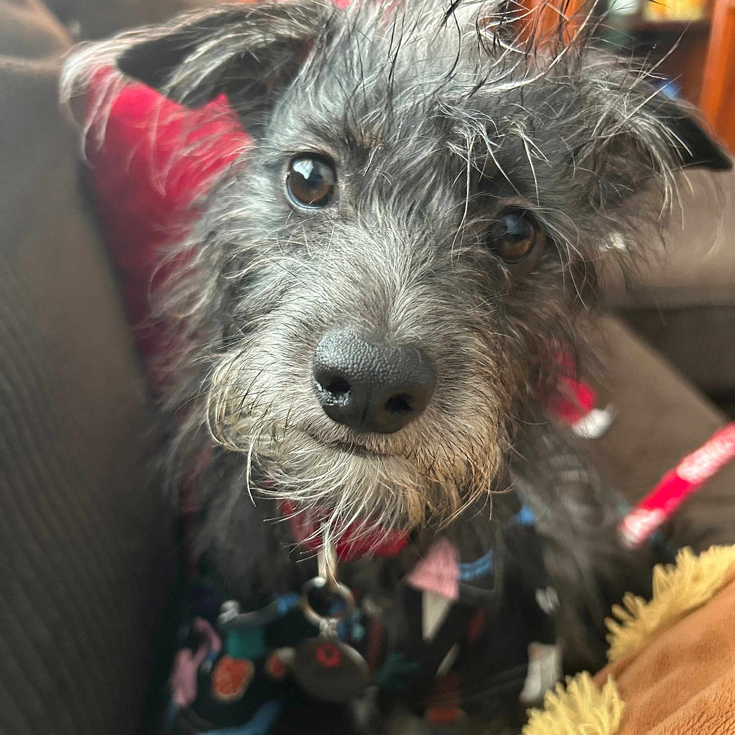 Atticus Maximus joined the competition — help win amazing prizes! affenpinscher, animal, canine, couch, dog, furniture, pet, poodle, puppy, terrier, whitedog