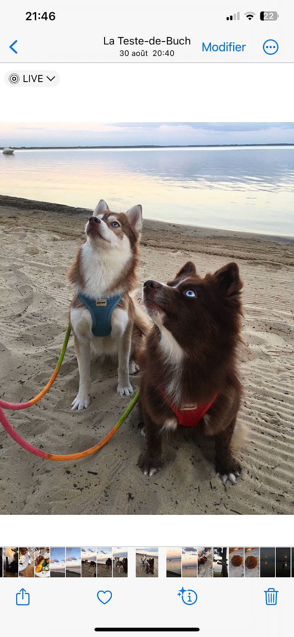 Praline participe au concours pour gagner de l'argent avec cette photo : beach, canidae, carnivore, collar, companion_dog, dog, dog_breed, dog_collar, dog_supply, leash, mammal, pet_supply, siberian_husky, sky, sled_dog, sporting_group, tail, vertebrate, water, working_animal