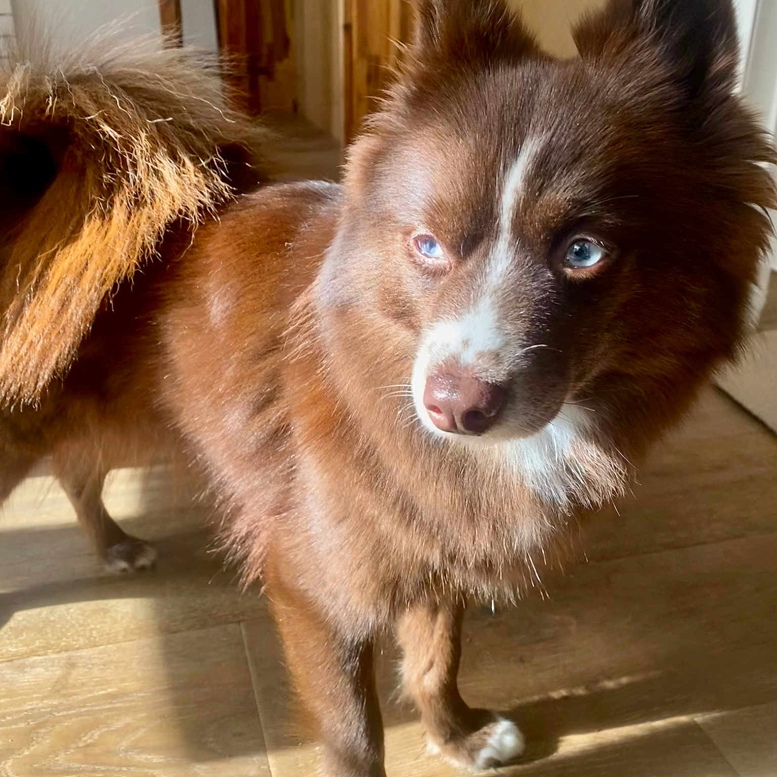Praline