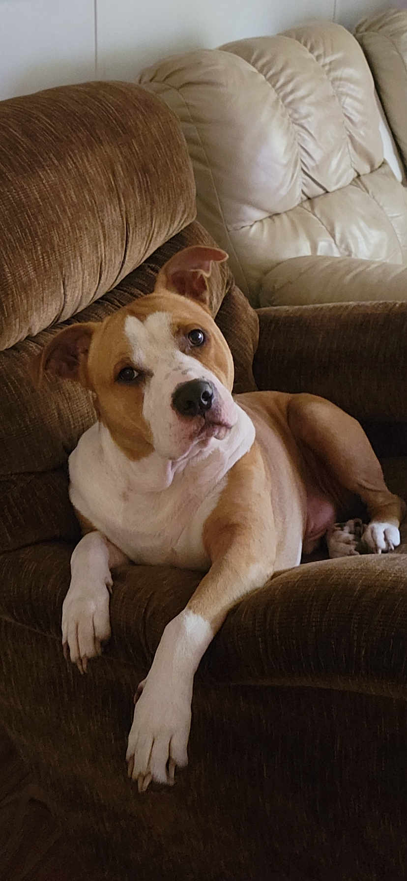 Bullet joined the competition — help win amazing prizes! dog, pitbull, canine, pet, couch, recliner, living_room, indoor, brown_and_white, paw, face, ears, nose, eyes, relaxed, sitting, furniture, portrait, loaf_pose, fur