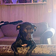 Buddy is registered to the contest to win money with this photo: dog, black_dog, pet, indoor, couch, furniture, wood_paneling, shelf, figurines, lighting, curious, animal, mammal, domestic_animal, canine, looking, resting_paws, home_interior, cozy, white_patch