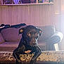 dog, black_dog, pet, indoor, couch, furniture, wood_paneling, shelf, figurines, lighting, curious, animal, mammal, domestic_animal, canine, looking, resting_paws, home_interior, cozy, white_patch