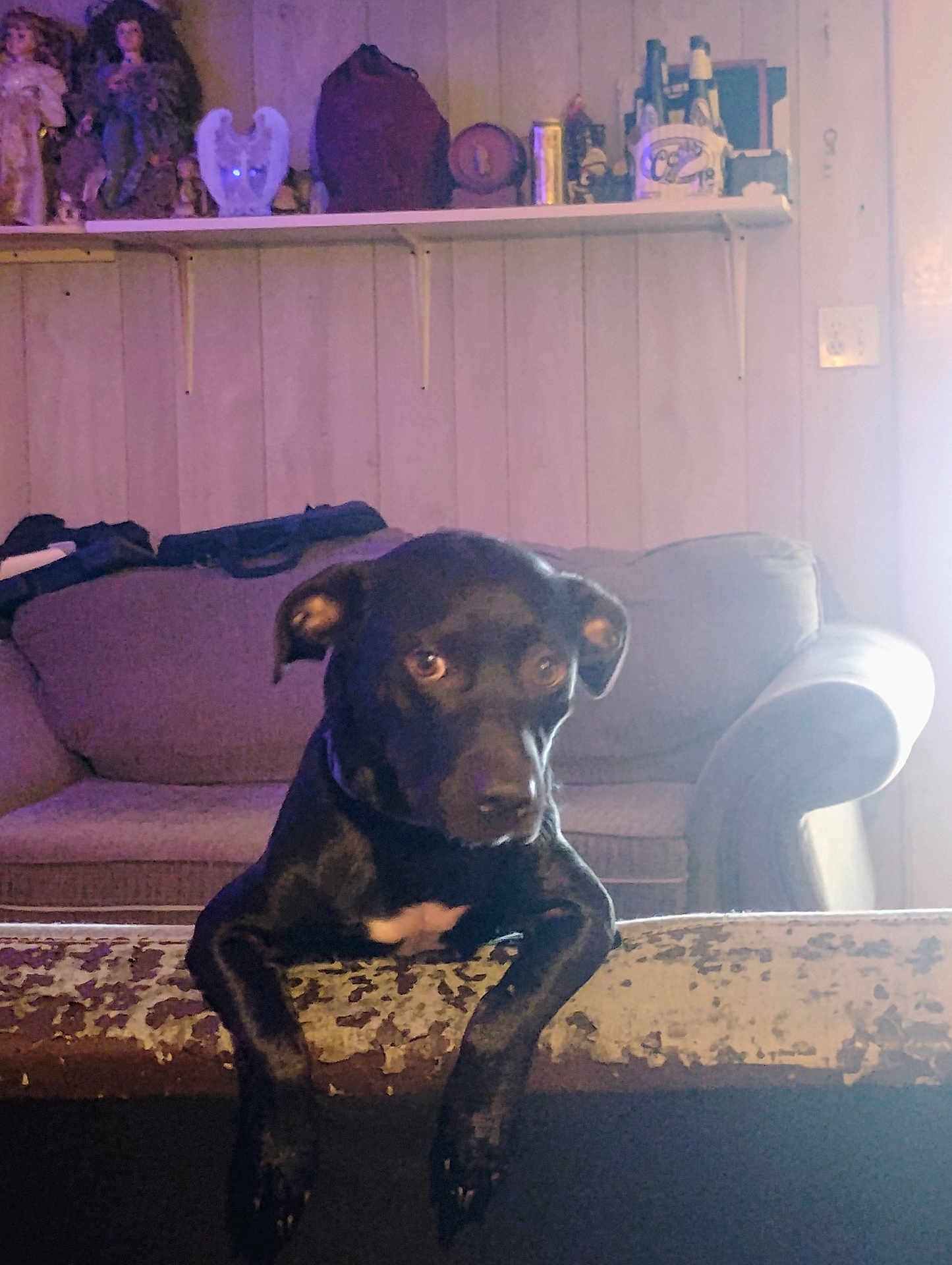 Buddy is registered to the contest to win money with this photo: dog, black_dog, pet, indoor, couch, furniture, wood_paneling, shelf, figurines, lighting, curious, animal, mammal, domestic_animal, canine, looking, resting_paws, home_interior, cozy, white_patch