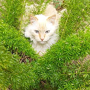 Petit Coeur participe au concours pour gagner de l'argent avec cette photo : cat, animal, pet, greenery, plants, outdoor, nature, fur, eyes, curious, fluffy, garden, bush, wildlife, portrait, mammal, cute, whiskers, closeup, soft