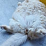 cat, fluffy, white, lying_down, relaxed, fur, curly_fur, floor, yellow_wall, indoor, pet, animal, paws, tail, cute, cozy, resting, texture, close_up, side_view