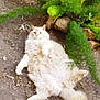 cat, fluffy, outdoor, plants, dirt, relaxed, lying_down, greenery, nature, pet, feline, fur, tail, whiskers, eyes, ears, rock, ground, animal, garden