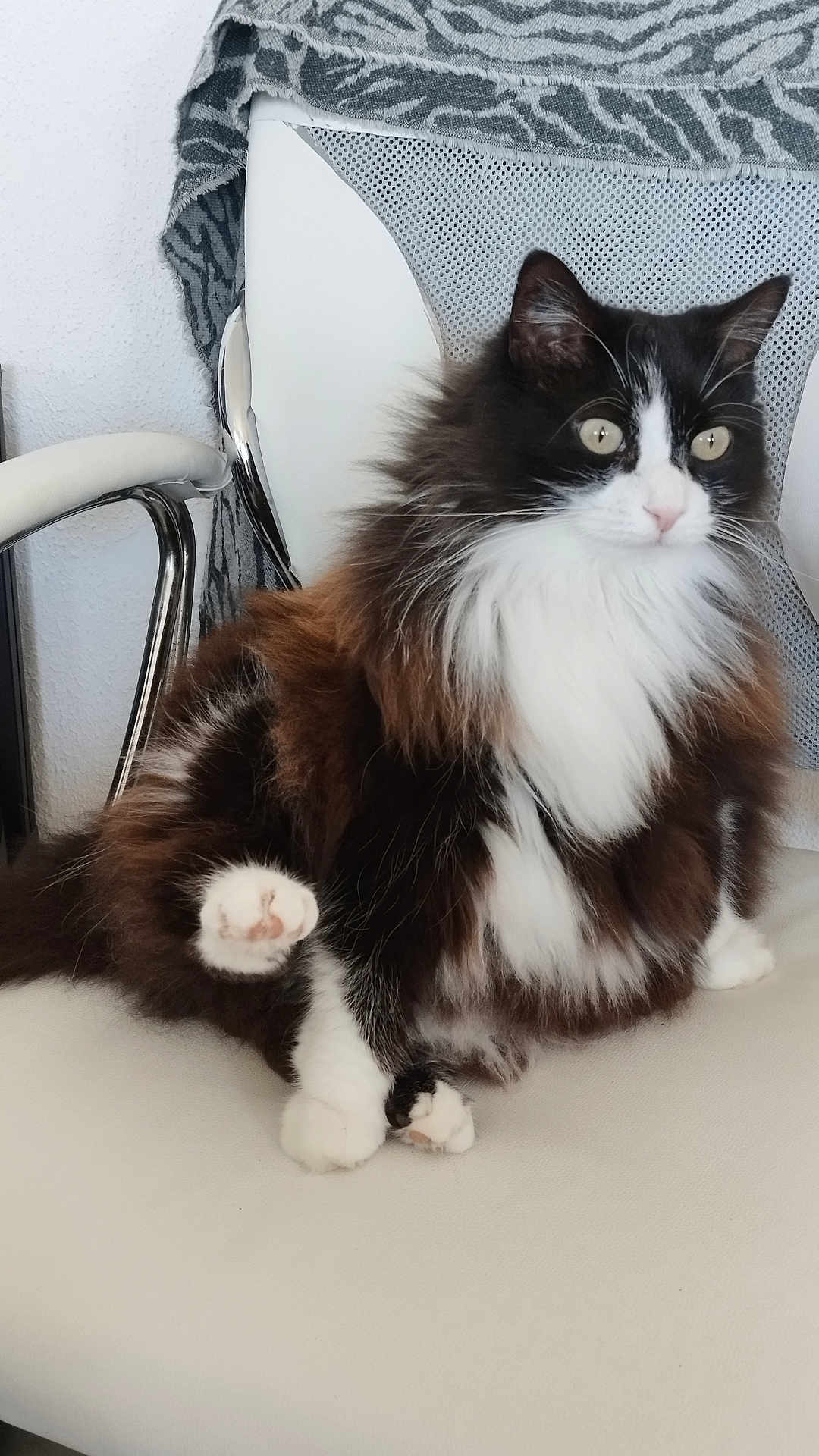 Princesse participe au concours pour gagner de l'argent avec cette photo : cat, fluffy, tuxedo_cat, white_chair, paw, indoor, pet, feline, fur, sitting, yellow_eyes, long_hair, domestic_cat, cute, animal, whiskers, relaxed, chair, black_and_white, close_up